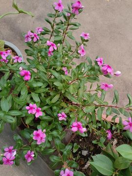 玟玟🌸加油主播照片