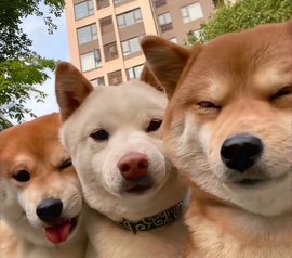 抱抱馨💌今晚休。主播照片