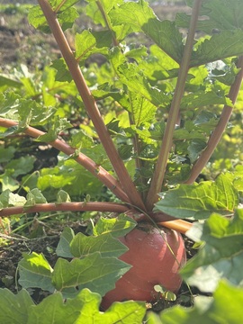 💦念初💫感恩大家主播照片