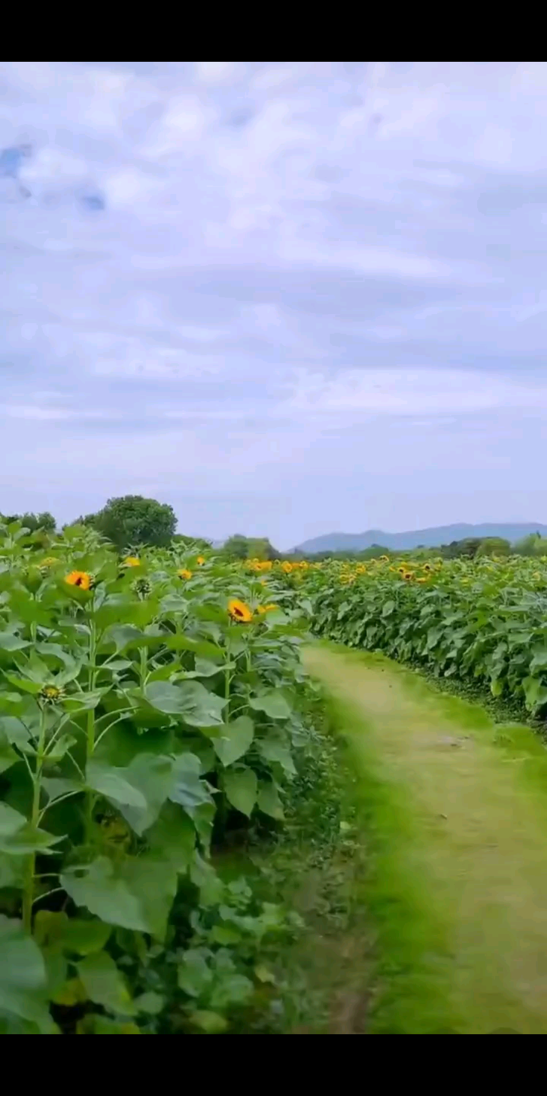 向日葵的花语，向阳而