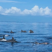 🐬橙橙🐬的头像