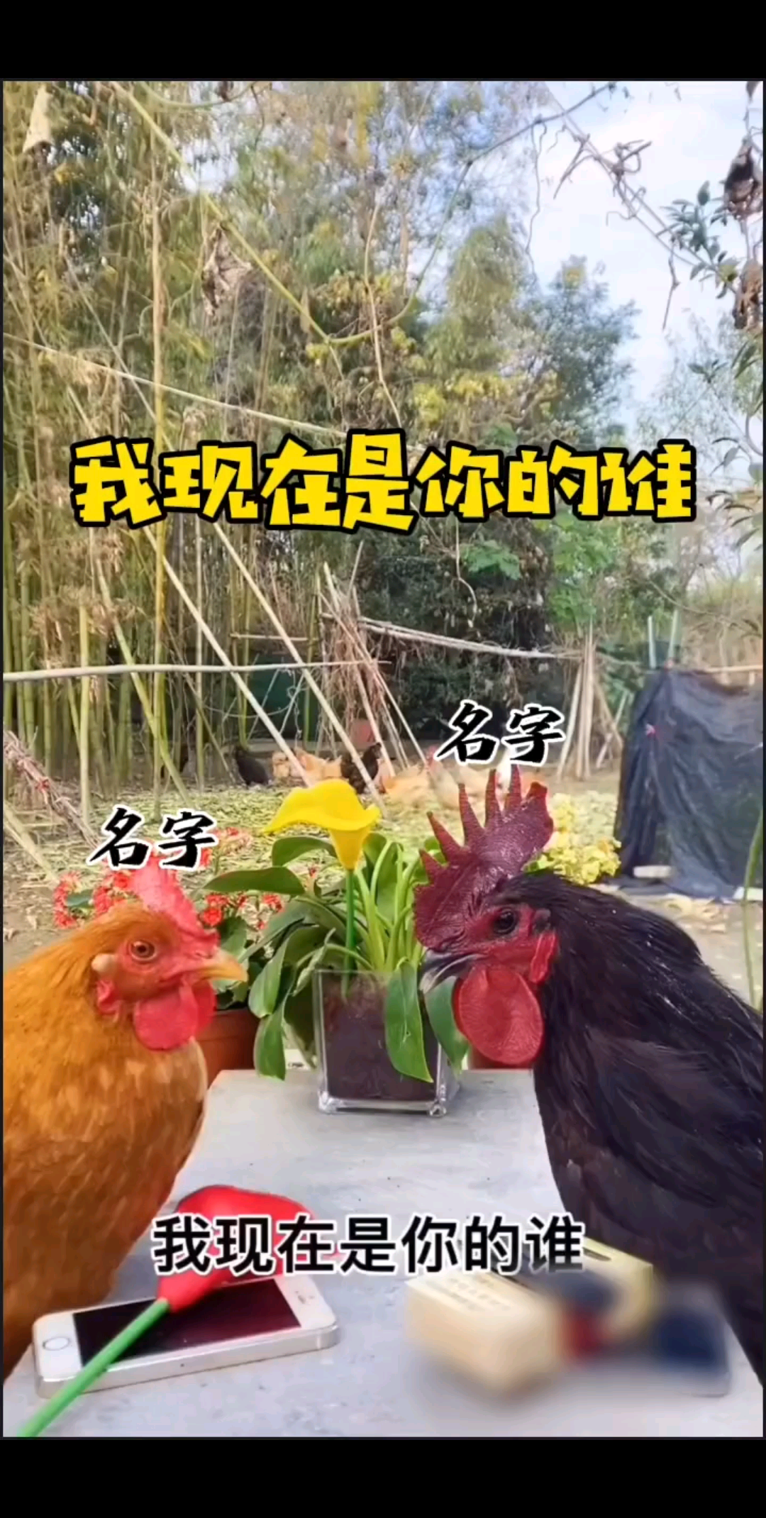 大家好，我们又见面😂