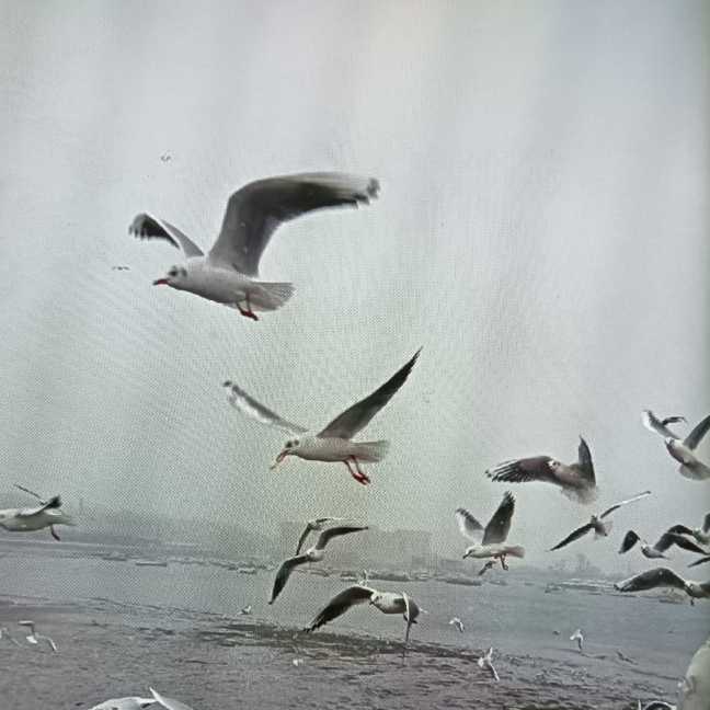 飞梦++海报