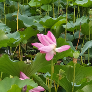 淡退、一梦浮生