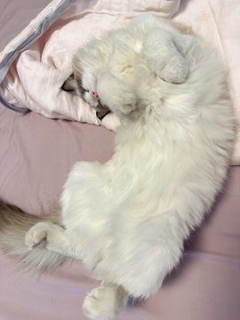 静宝♡超甜主播照片