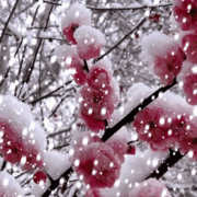 .雪飘飘海报