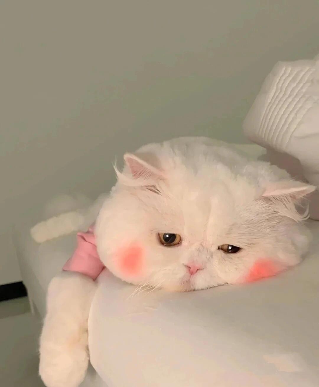 承欢🌸百事从欢的图片