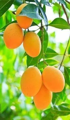September★主播照片