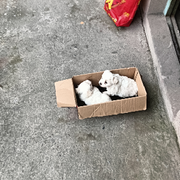 我是蔡成华，男26岁头像