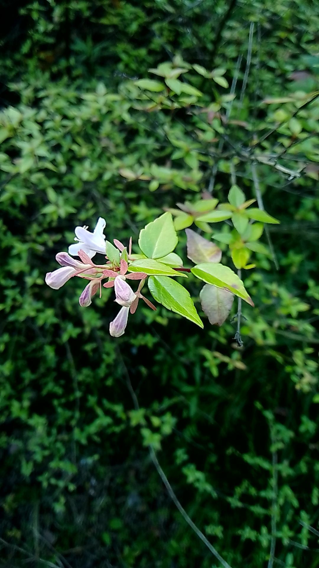 ~机械人生主播图片