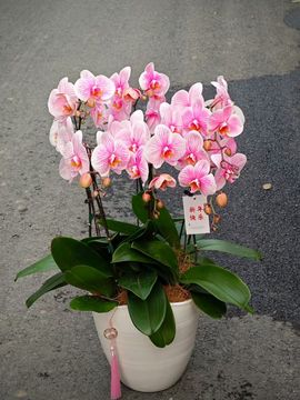 David.。主播照片