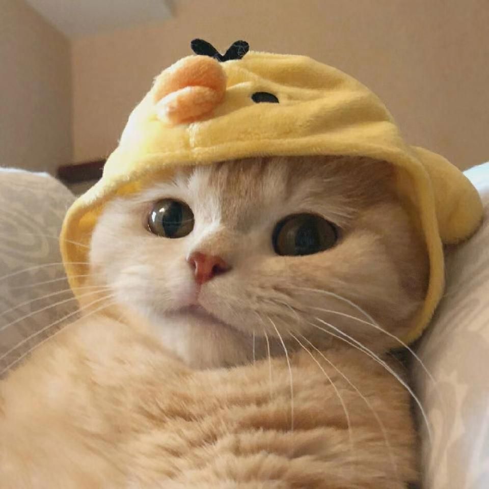 如意啦的图片