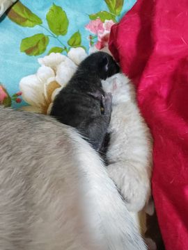 如意啦主播照片