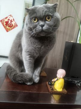 牡丹6万🌹金牌代理的图片