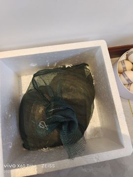 开心果～NO1主播照片