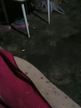 ☭保龄球的东方剑齿象主播照片