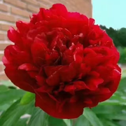 （神农本草）头像