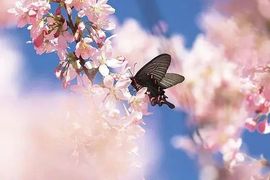 September★主播照片