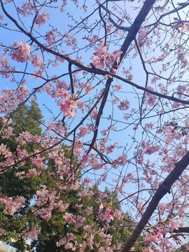 玟玟🌸加油主播照片