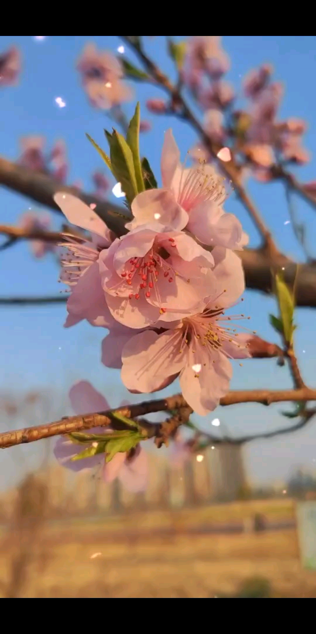 春风不解桃花意，桃花