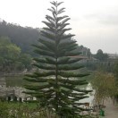 东山好手的头像