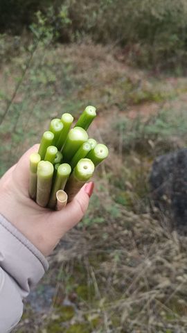 小喵🐹肉肉的洋洋的图片