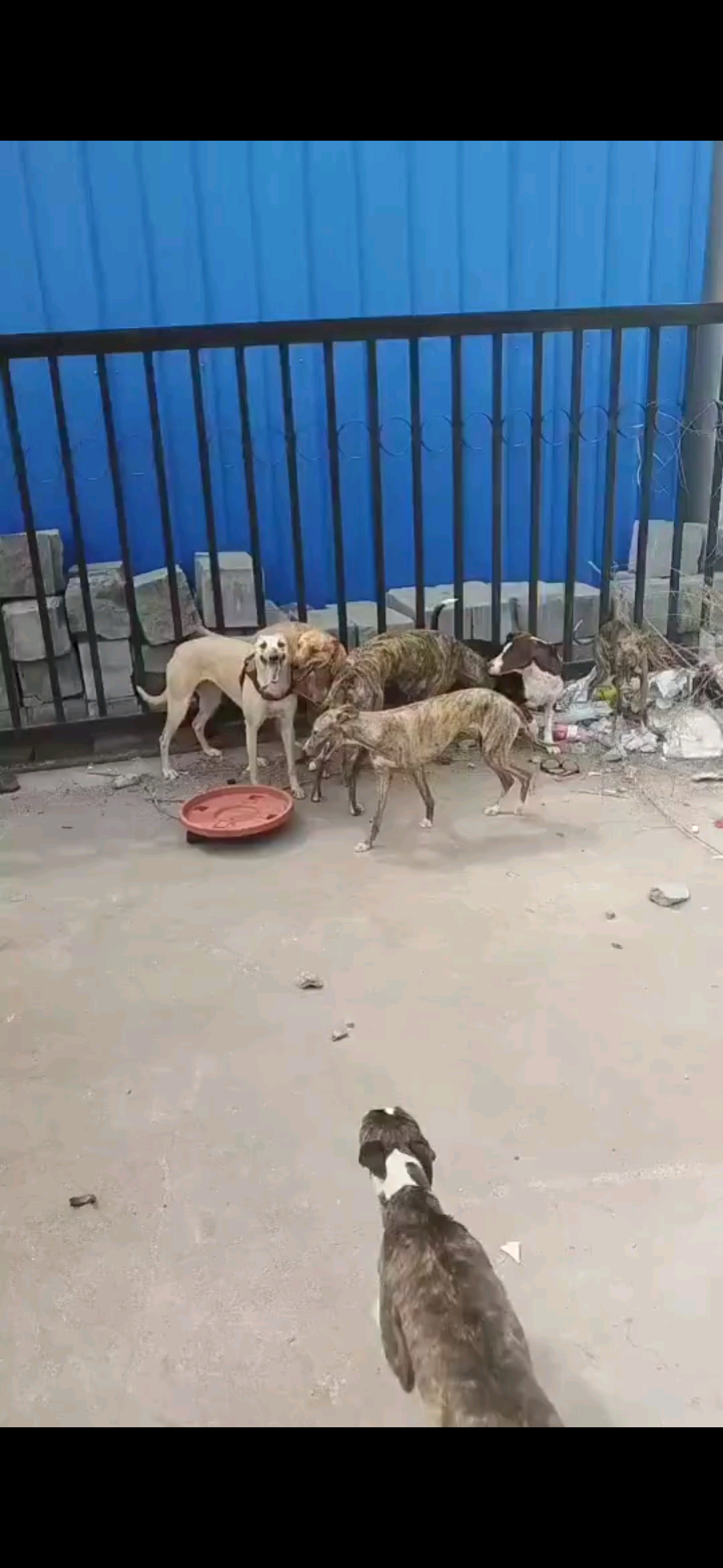 细犬猎犬