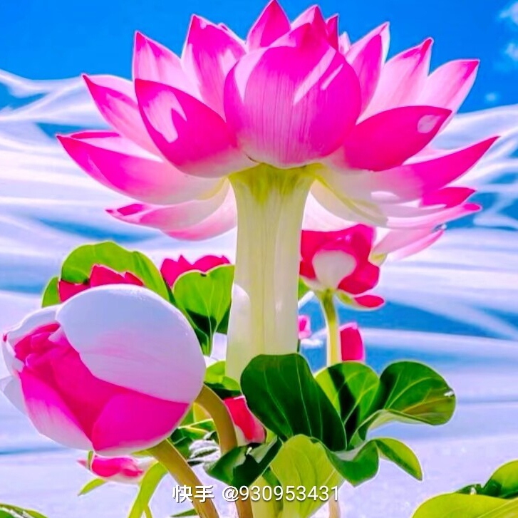 金梅*$海报