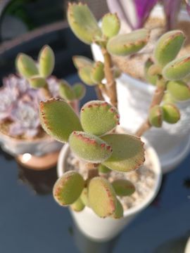 💞天宝💞军训白天主播照片