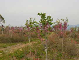 无元人主播照片