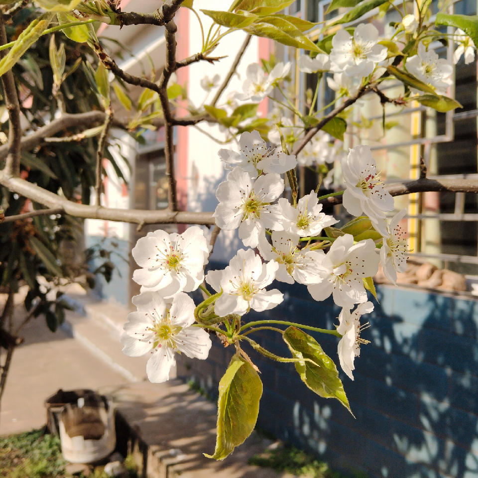 栀子茉莉海报