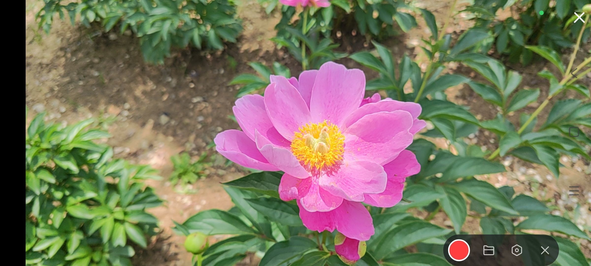 婷婷💕感恩有你陪伴的图片