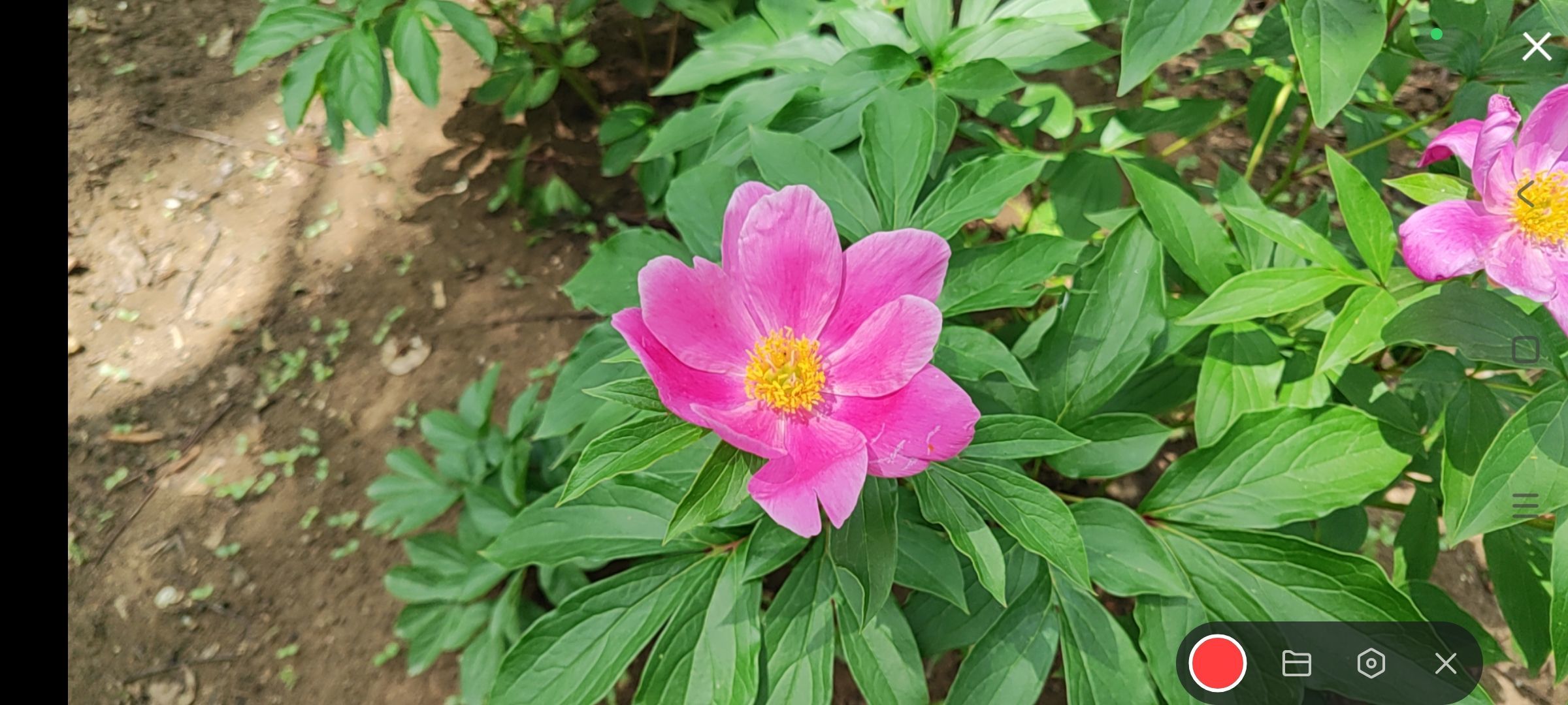 婷婷💕感恩有你陪伴的图片
