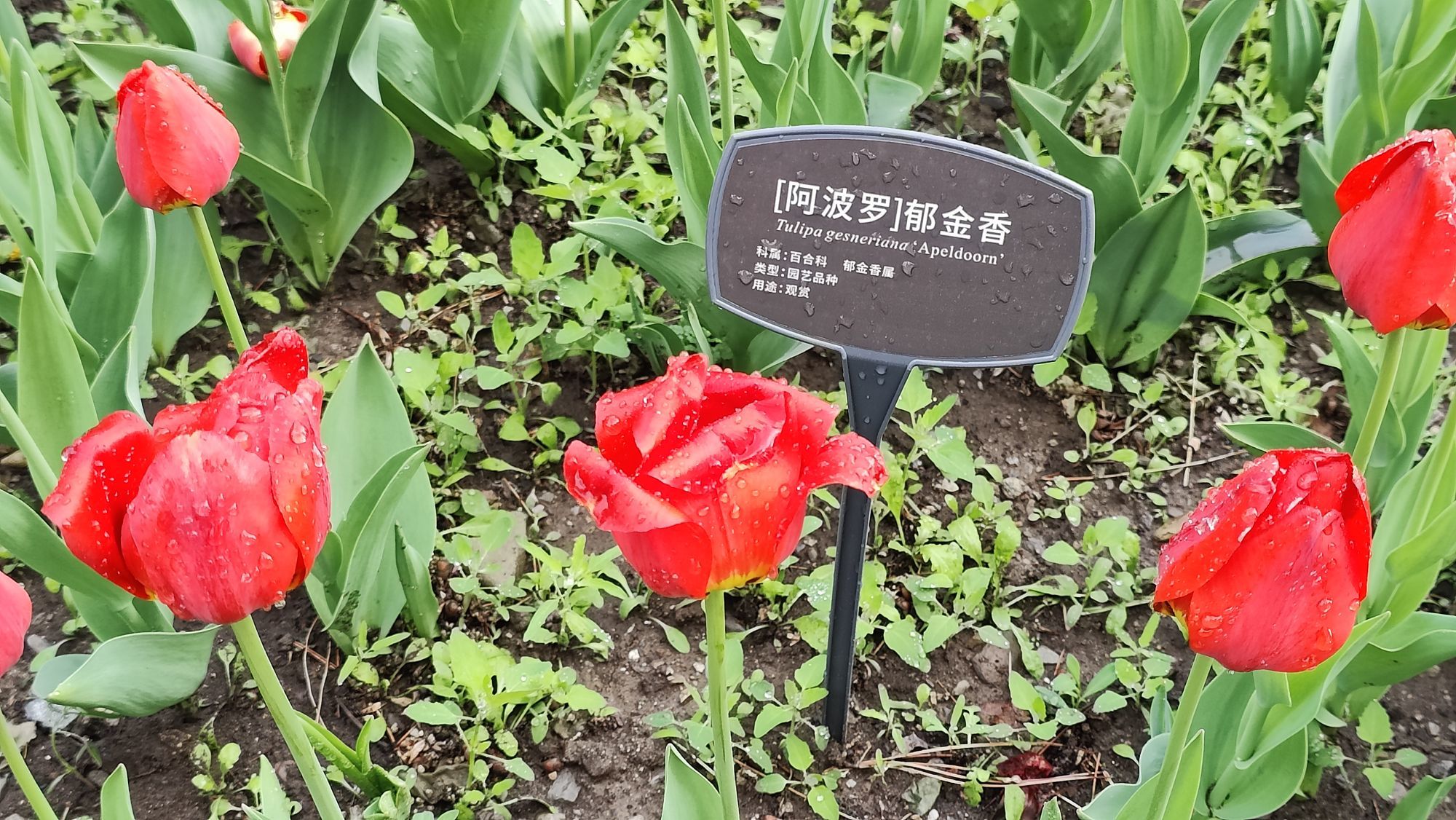 枯荷@听雨的图片