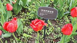 枯荷@听雨的图片