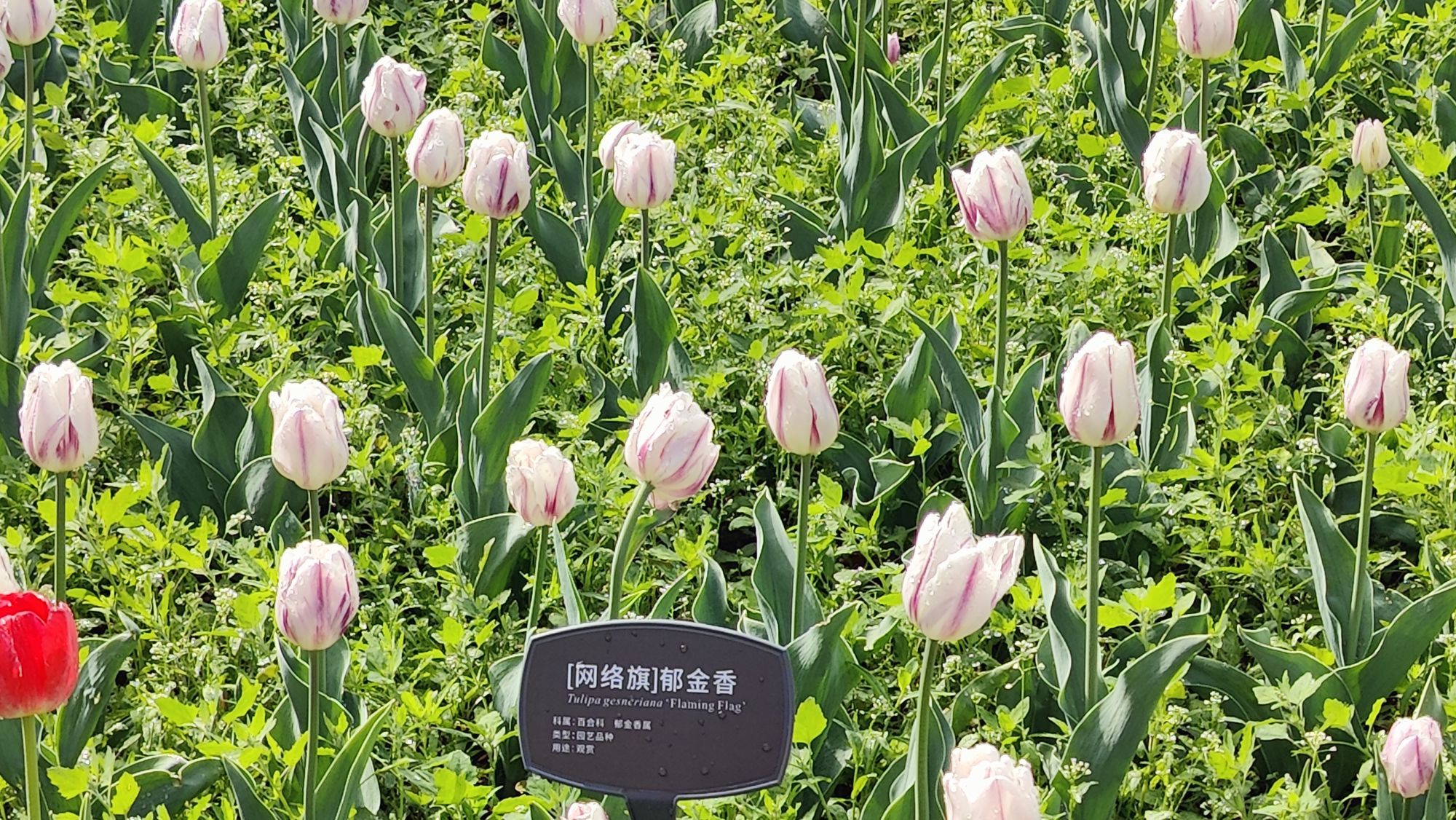 枯荷@听雨的图片