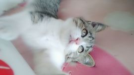 ╰つ留青╰ゞ主播照片