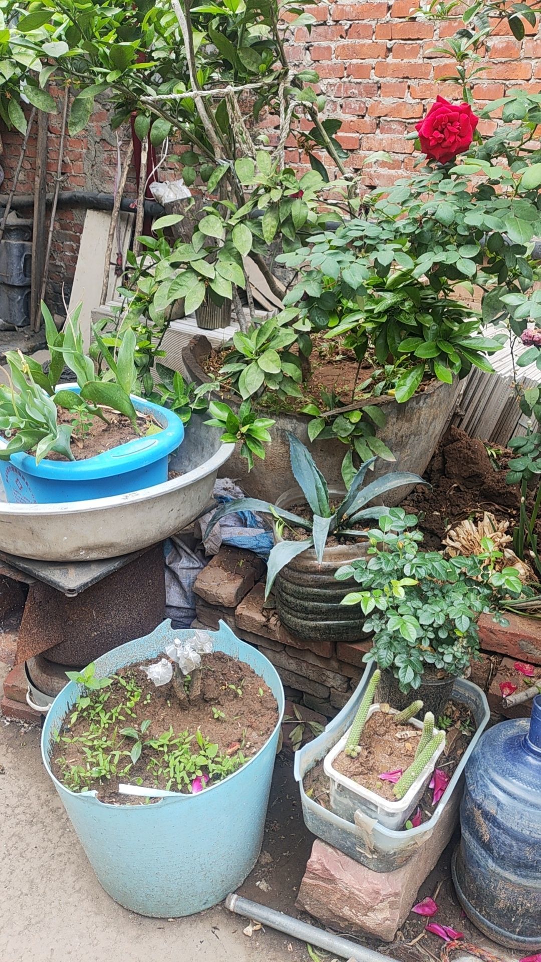 小芳，🌸减肥打卡主播图片