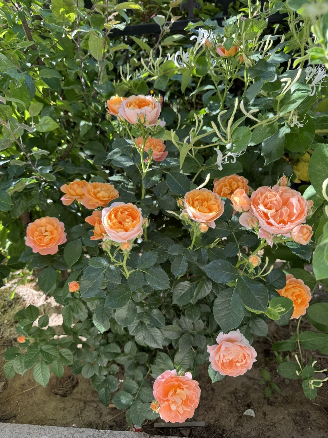 芒果果榴蓮蓮喂我嘛的主播照片