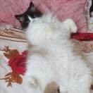 猫咪8t的头像