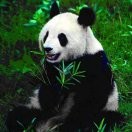 Z隆茂的头像