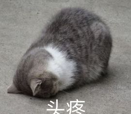 球球I.主播照片