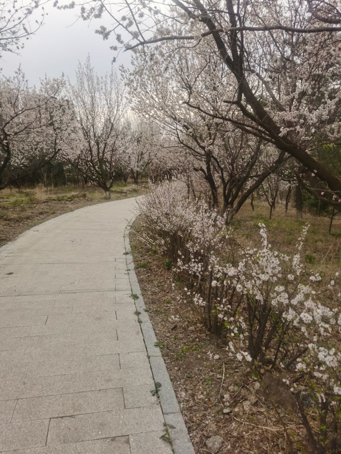 天王蓋地虎044主播圖片