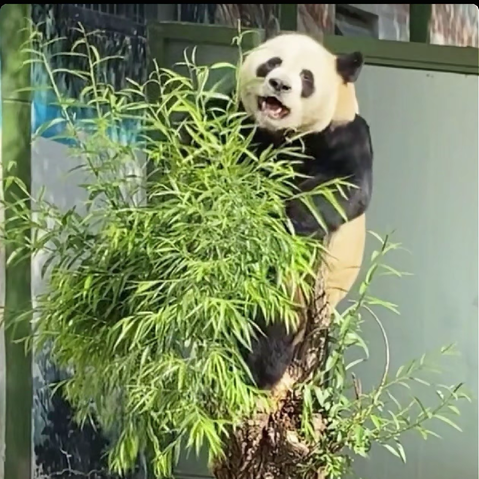 小小是晓晓海报