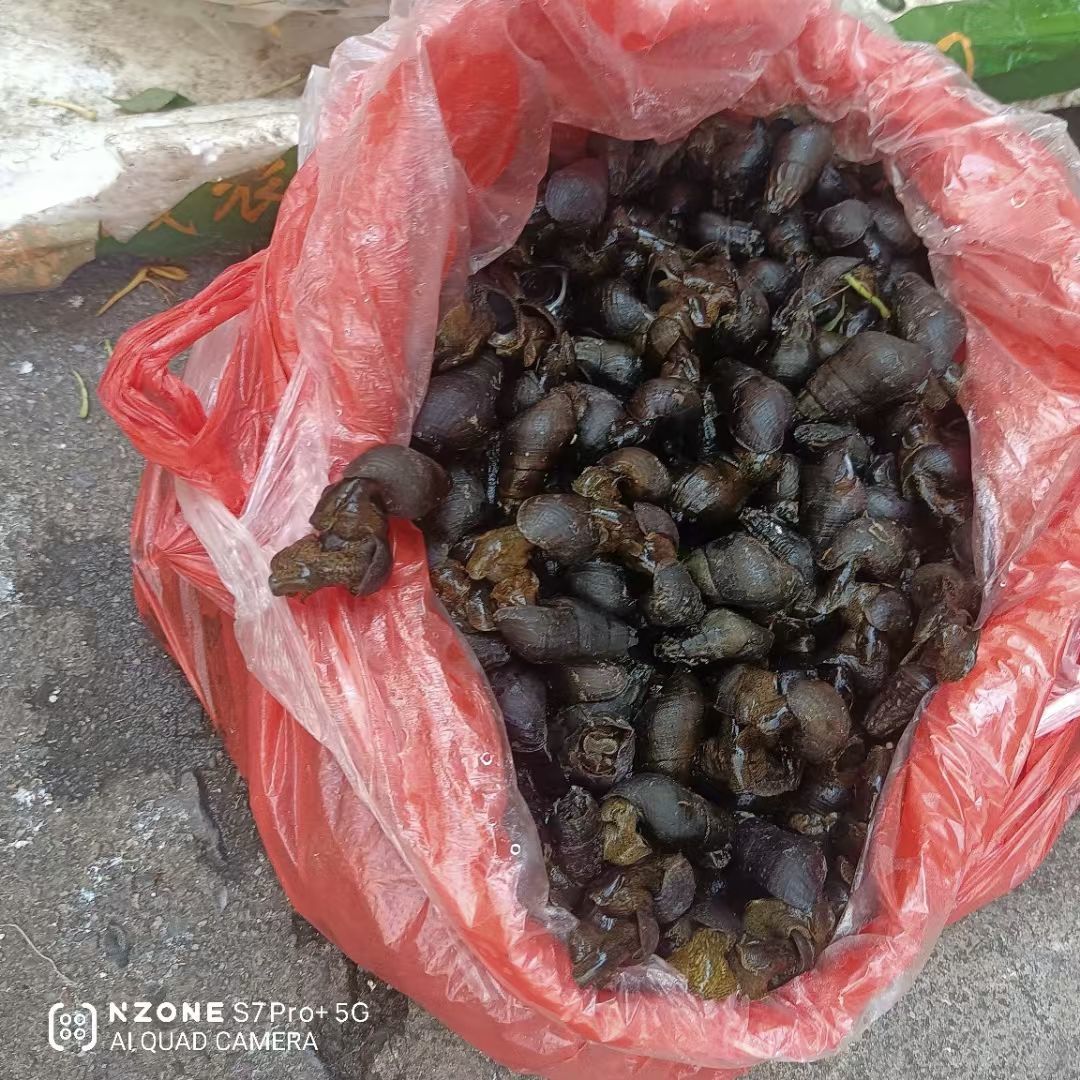 保♂羅主播圖片