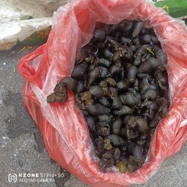 保♂罗主播照片