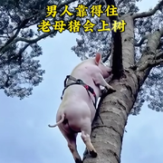 宠徒狂魔321