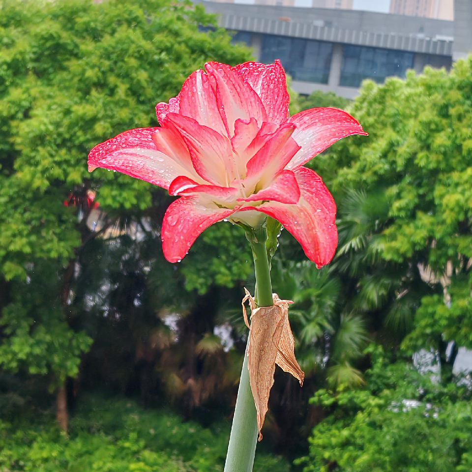 伊☆宸海报