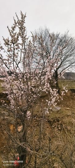 妞妞月底求过任务主播照片