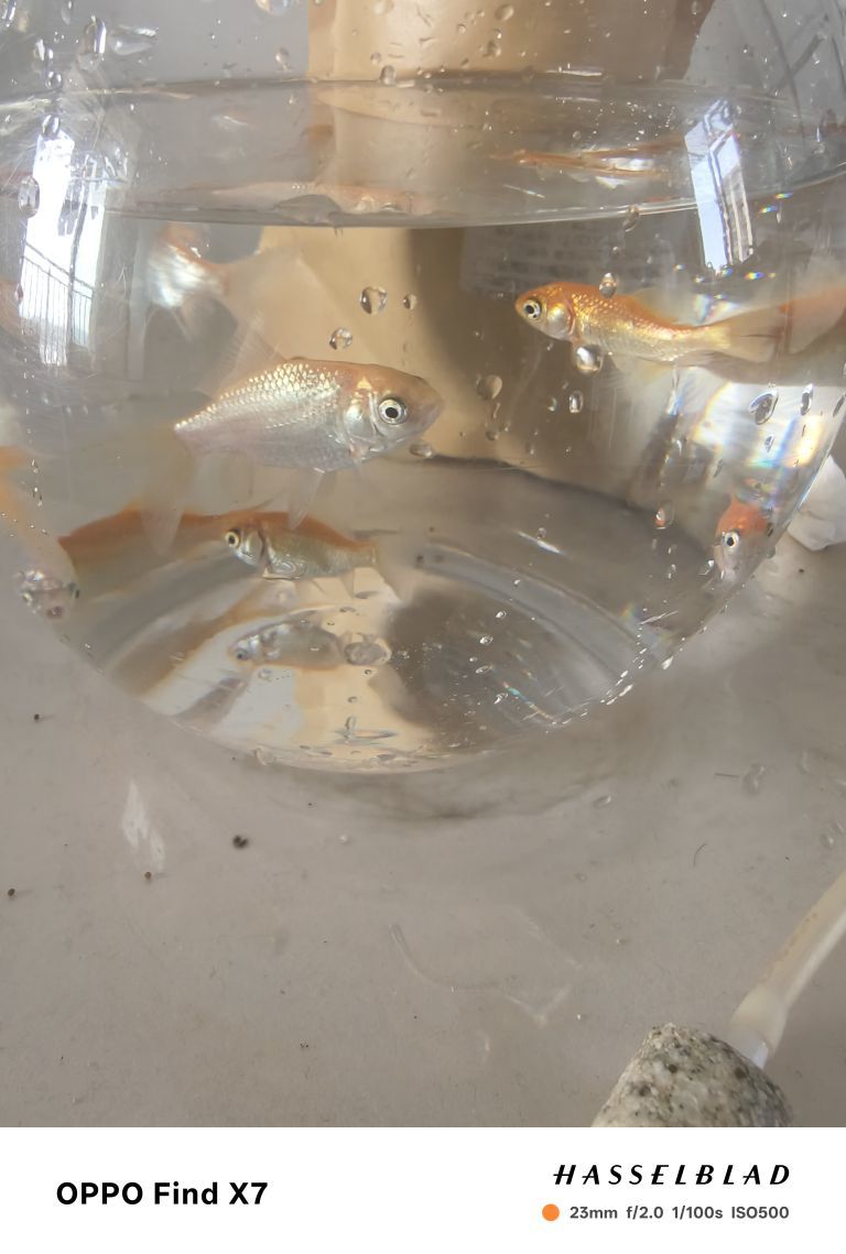聆听~福妞儿的图片